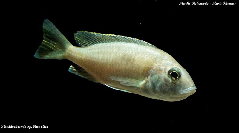 Placidochromis sp. 'blue otter'